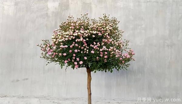 為防止病蟲危害，月季花的花后修剪應(yīng)該怎樣修剪？(圖1)