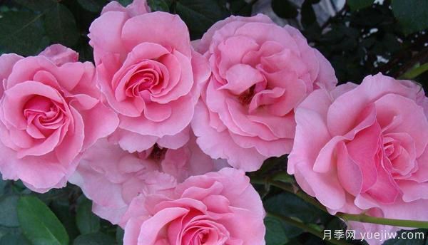 新手怎樣才能養(yǎng)好一枝剛扦插的樹狀月季？(圖1)