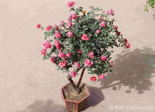 進(jìn)入冬季天氣寒冷，月季都有不同程度霜凍，我們?cè)撊绾窝a(bǔ)救呢？(圖1)