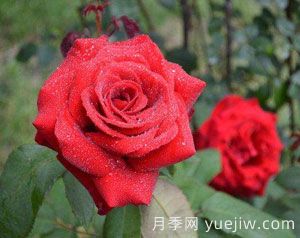 人們日常生活中作為鮮切花饋贈用的“玫瑰”鮮花和盆栽玫瑰全部都是月季。(圖1)