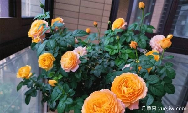 綠植盆栽是家居生活的必備點(diǎn)綴物，藤本月季為你家的陽(yáng)臺(tái)流光溢彩(圖1)