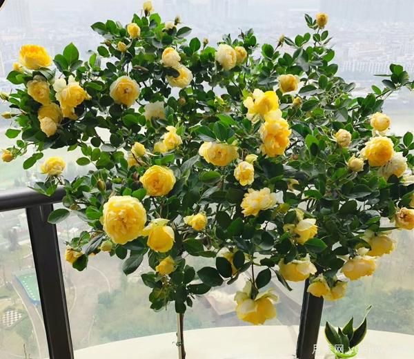 微型月季種植基保養(yǎng)自然環(huán)境和保養(yǎng)方式 很種重要，為花友們接觸煩惱(圖1)