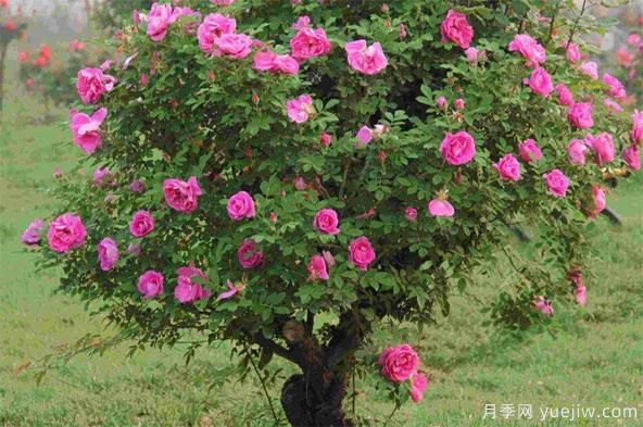 如何防治棒棒糖樹狀月季栽培過程中的介殼蟲侵害?(圖1) 如何防治棒棒糖樹狀月季栽培過程中的介殼蟲侵害?(圖1)