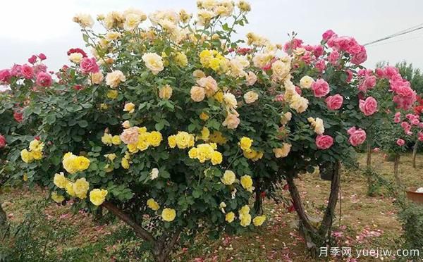 洛陽大花月季的施肥管理，你知道是怎樣的嗎？(圖1)