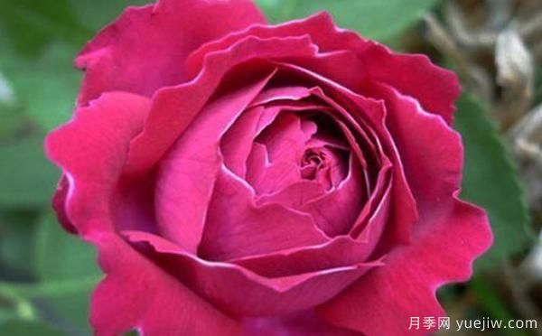 鄧縣盆栽月季種養(yǎng)有什么要了解的呢？(圖1)