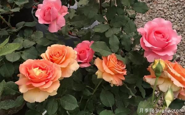 大花月季該怎樣養(yǎng)根呢？一起來了解下吧(圖1)