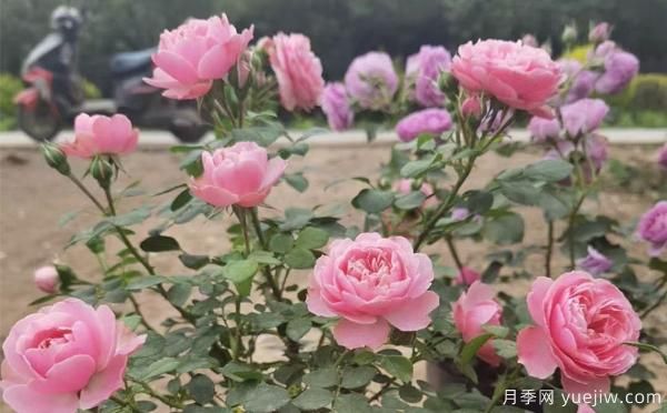 德州樹狀月季一般可以開多少次花？月季基地分享(圖1)
