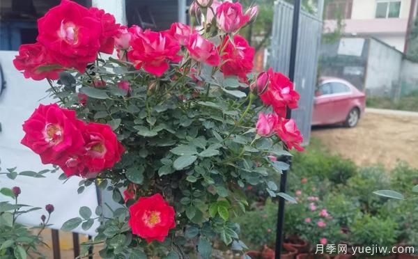 湖北大花月季怎樣管理，才多開花？(圖1)