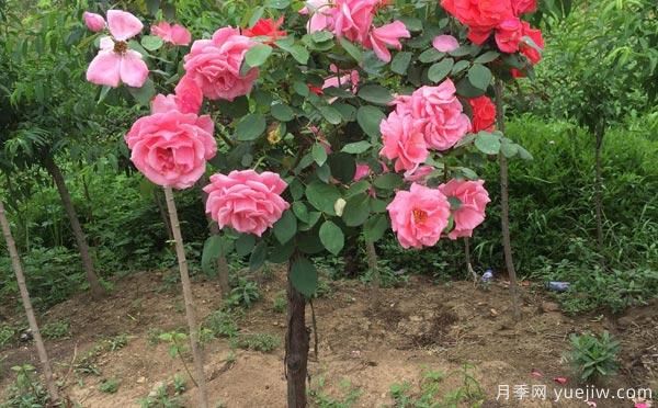養(yǎng)月季花關(guān)于養(yǎng)殖中的注意知識，月季基地來整理(圖1)