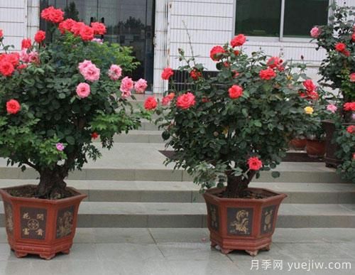 家里庭院中種植樹狀月季，注意光照問題乃是重中之重(圖1)