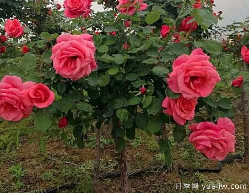 有的樹狀月季價(jià)格堪稱天價(jià)，這些樹狀月季的價(jià)格到底受什么因素影響？(圖1)