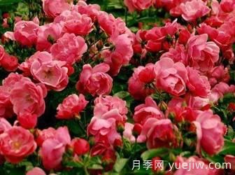 藤本月季你知道怎么養(yǎng)才更漂亮嗎？(圖1)