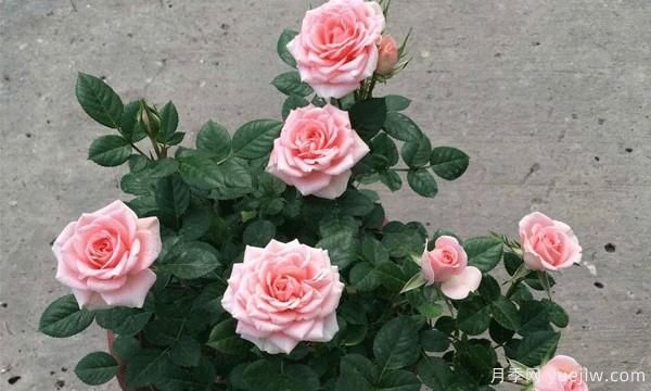 想要把“花中皇后”月季養(yǎng)護(hù)好必須保持通風(fēng)良好，排水良好和溫度適宜(圖1)