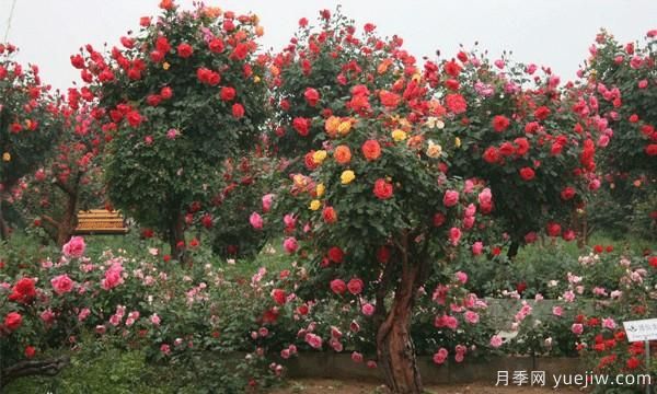 月季樹(shù)基地科普藍(lán)色風(fēng)暴的種植技巧(圖1)