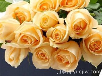 月季基地告訴你切花月季是什么意思呢？什么叫切花月季呢？(圖1)