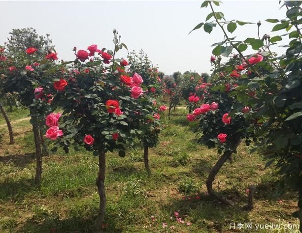 月季花如何做能快速進入下一波花期？(圖1)