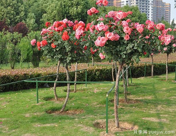 庭院樹狀月季種養(yǎng)，土壤問(wèn)題也要選對(duì)！(圖1)