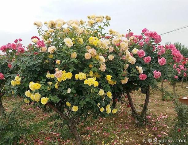 養(yǎng)樹狀月季，有哪些地方是要大家留意呢(圖1)