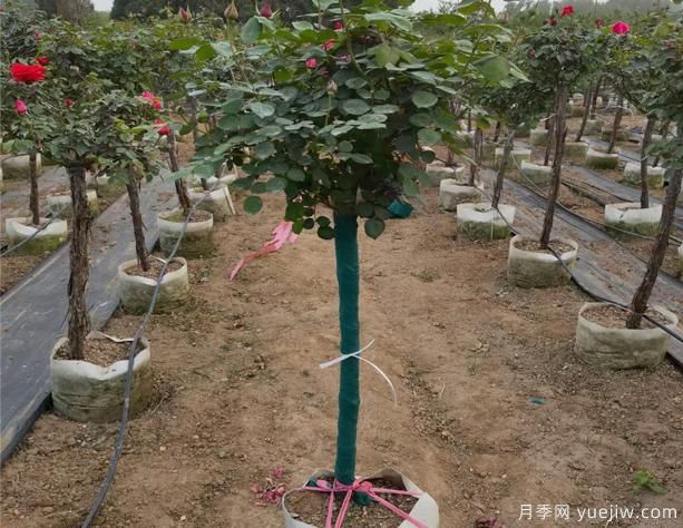 樹狀月季的移栽時間、苗木處理和養(yǎng)護辦法！(圖1)