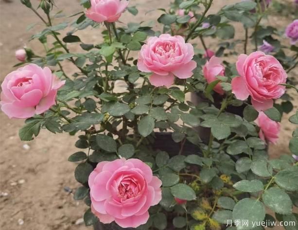 挑選盆栽月季花，有哪些小技巧呢？(圖1)