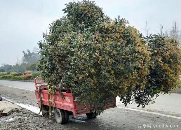 看葉子如何區(qū)分桂花樹的品種？(圖1)