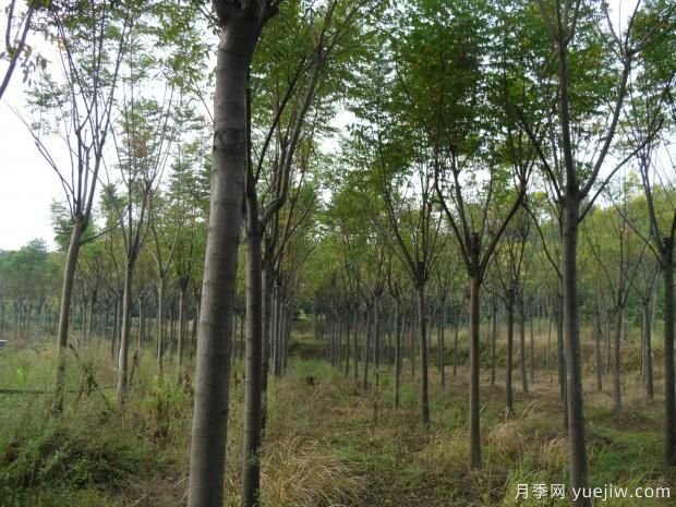 欒樹一畝地可以種多少棵？(圖1)