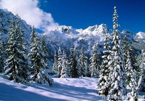 雪松的耐寒能力怎么樣？容易凍傷嗎？(圖1)