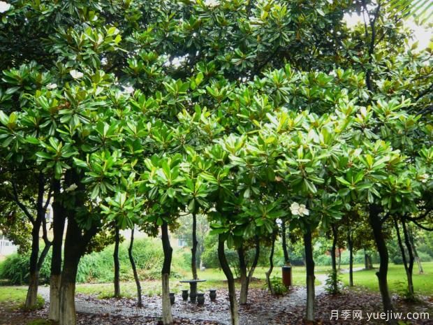 如何提高大廣玉蘭移植成活率？(圖1)