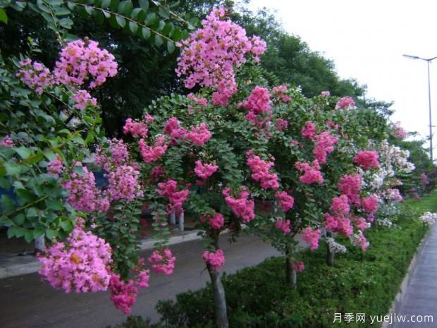 紫薇樹什么時(shí)候移栽比較好？***佳時(shí)間(圖1)