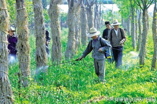 綠化養(yǎng)護(hù)春季的工作重點(diǎn)是什么？(圖2)