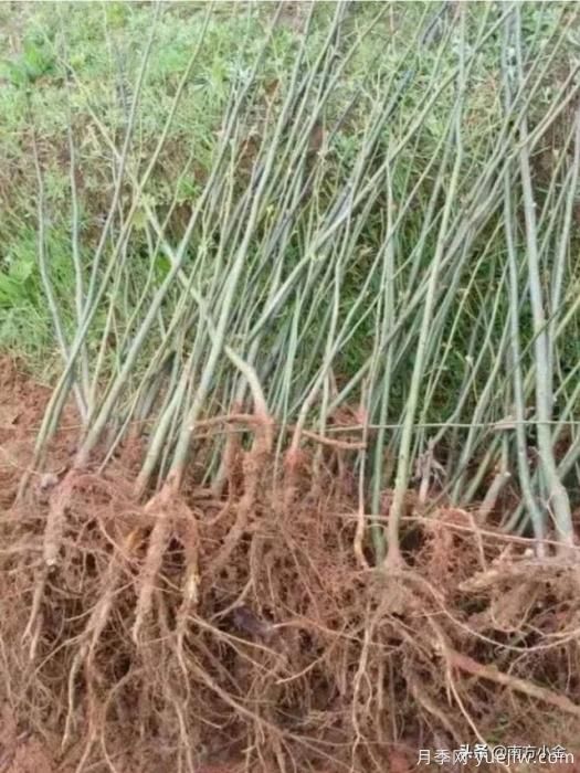 公園一般種植什么綠化樹木？(圖2)
