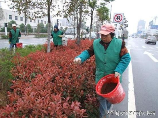 綠化養(yǎng)護(hù)春季的工作重點(diǎn)是什么？(圖3)