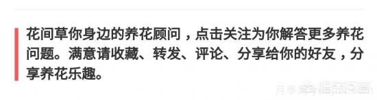 常見(jiàn)的花卉生長(zhǎng)調(diào)節(jié)劑都有哪些？它們都起什么作用？(圖5)