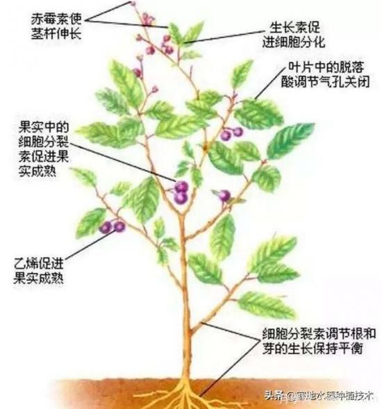 常見(jiàn)的花卉生長(zhǎng)調(diào)節(jié)劑都有哪些？它們都起什么作用？(圖7)
