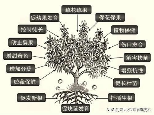常見(jiàn)的花卉生長(zhǎng)調(diào)節(jié)劑都有哪些？它們都起什么作用？(圖6)