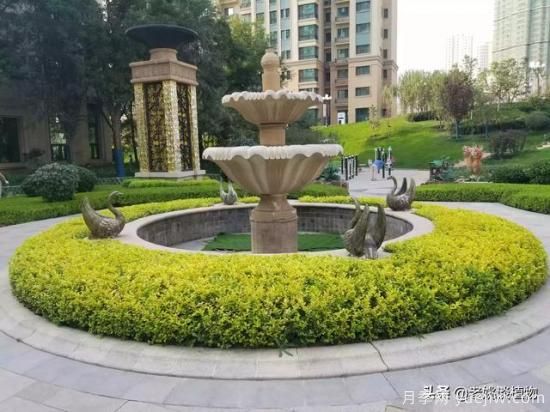 金葉女貞園林用途有哪些？(圖3)