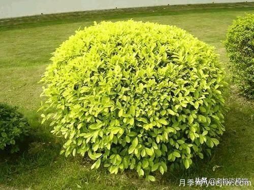 金葉女貞園林用途有哪些？(圖5)