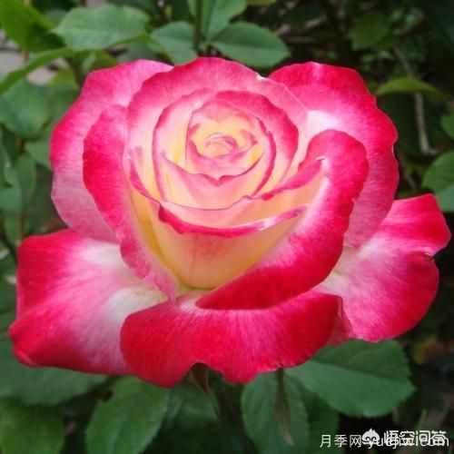 ***香的幾款月季品種是什么？(圖2)