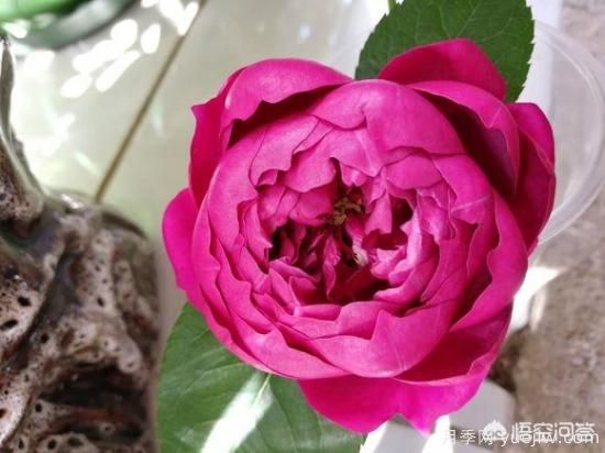 ***香的幾款月季品種是什么？(圖5)