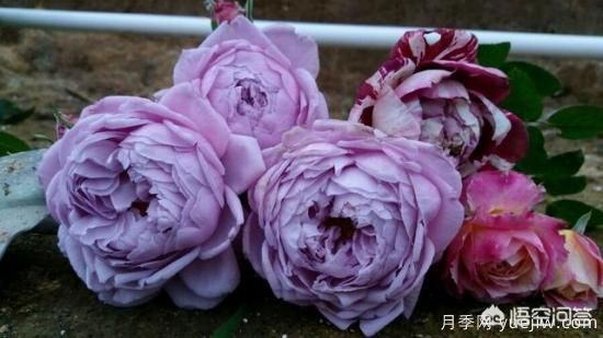 ***香的幾款月季品種是什么？(圖1)