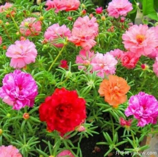 各種花卉對水的要求都是一樣的嗎？(圖1)