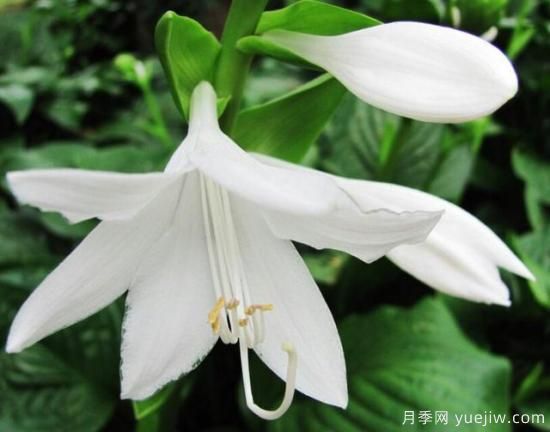 各種花卉對水的要求都是一樣的嗎？(圖4)
