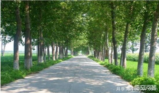 道路綠化苗木一般有哪些？(圖2)