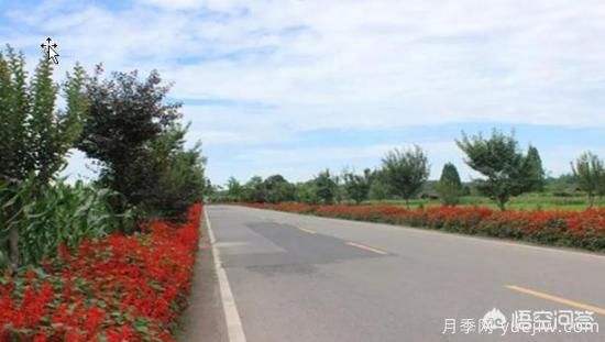 道路綠化苗木一般有哪些？(圖6)
