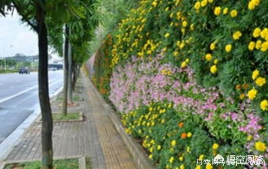 道路綠化苗木一般有哪些？(圖3)