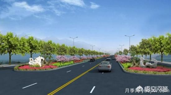 道路綠化苗木一般有哪些？(圖1)