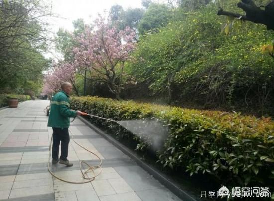 如何做園林的綠化養(yǎng)護工作？(圖1)