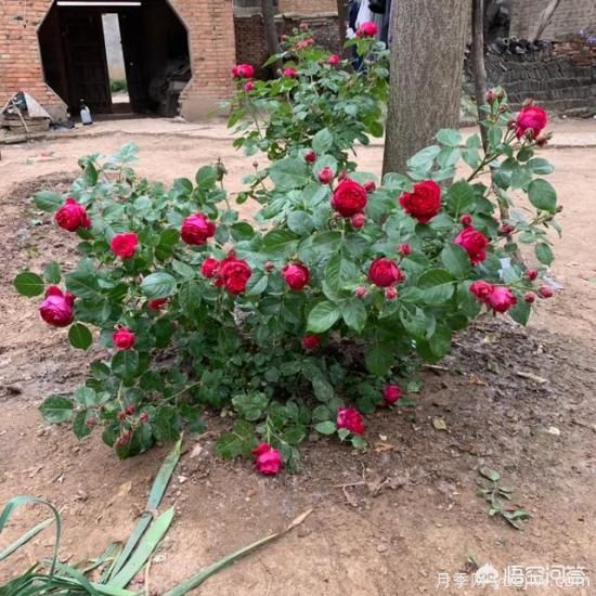有哪些花友必備的月季花品種可以推薦下？(圖10)
