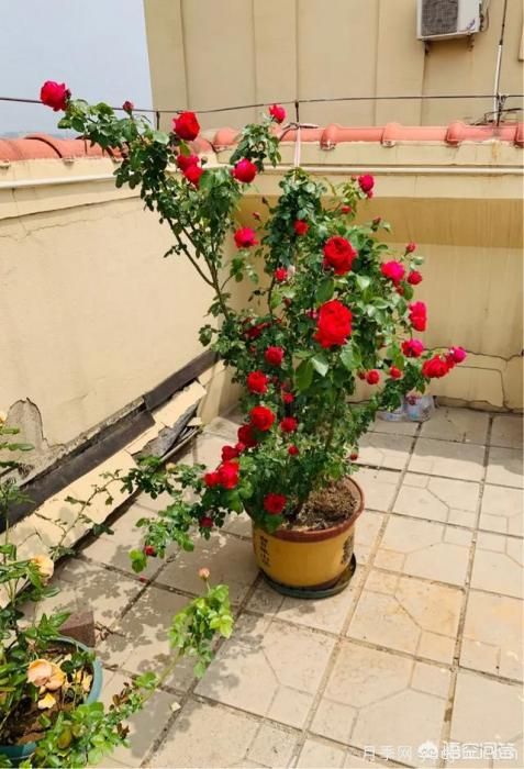 有哪些花友必備的月季花品種可以推薦下？(圖8)