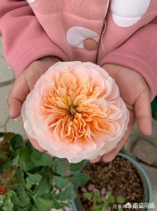有哪些花友必備的月季花品種可以推薦下？(圖6)